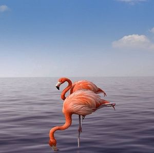 Meet your Posher, Elvia